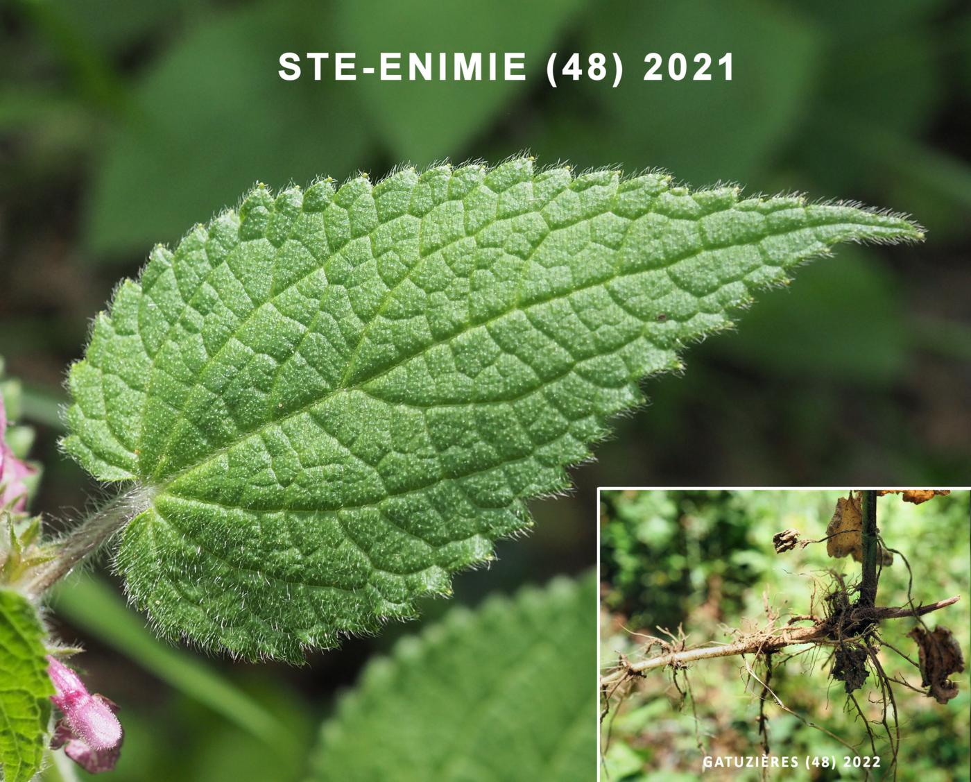 Woundwort, Wood leaf